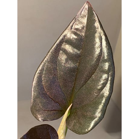 Syngonium sp. from Choco Colombia [tanakay]