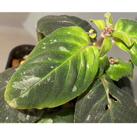 Gymnostachyum sp. from Tigalingga [HW0219-02]
