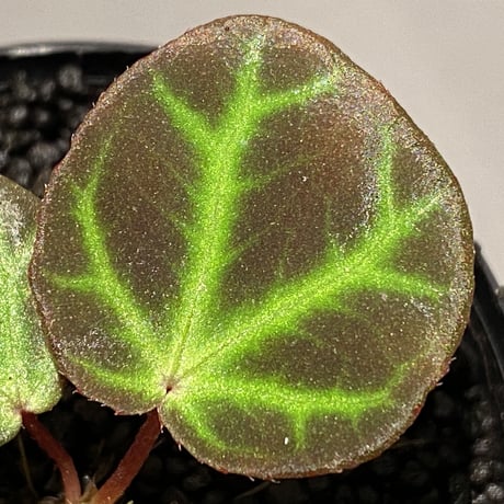 Begonia sp. from Aceh [LA]