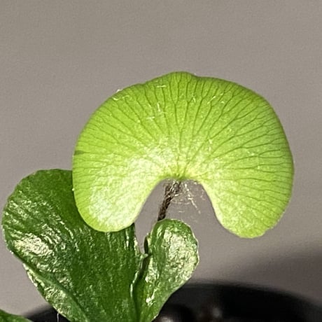 Adiantum reniforme