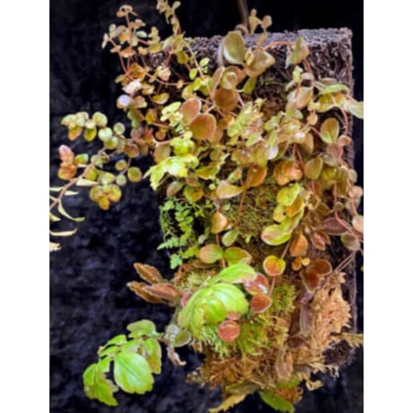 Pilea imparifolia from Iquitos Peru [tanakay]