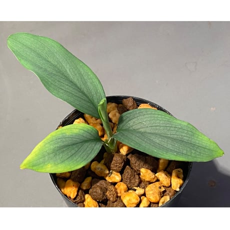 Homalomena sp . from Jerteh [TK090118-2]