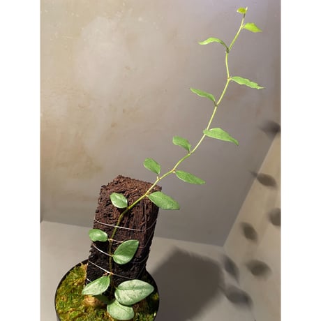 Ficus sp. from Murung raya [LA0515-05]