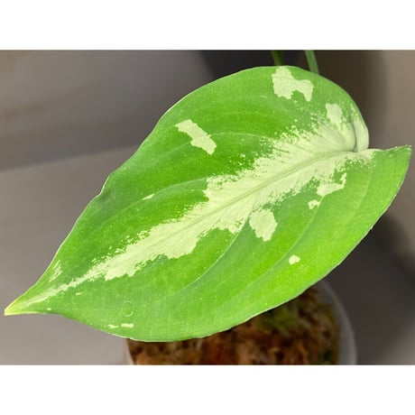 Aglaonema pictum AP from Aceh sumatera [LA1115-02j]
