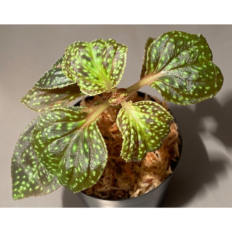 Sonerila sp. from Vietnam | M・R・G・R