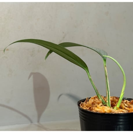 Schismatoglottis sp. "Narrow" from Kpg Lui Muda [AZ0412-3]