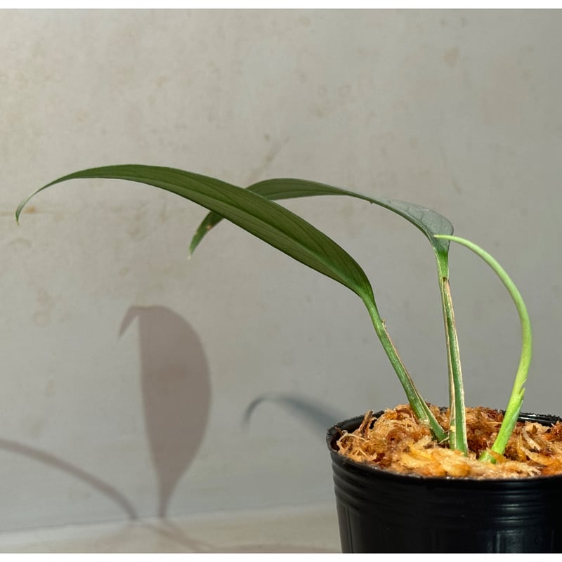 Borneoa gampsospadix スキスマグロッティスMIDOLLICA Borneoa gampsospadix スキスマグロッティスMIDOLLICA Borneoa