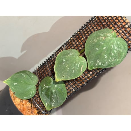 Philodendron sp. from Iquitos Peru [tanakay]