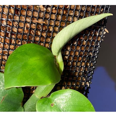 (大株) Rhaphidophora sp. from Khlong Yai Trat Thailand