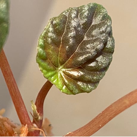 Peperomia meridiana from Ecuador [tanakay]