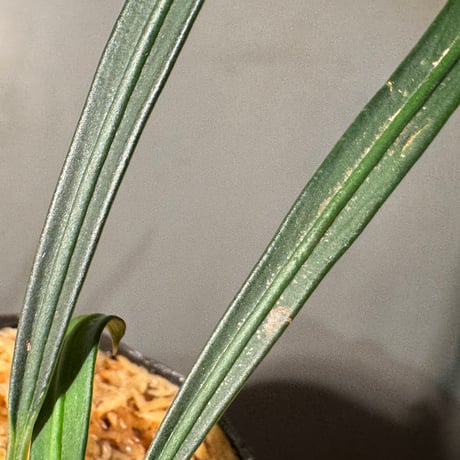 Aridarum cf. montanum from Sanggau West Kalimantan
