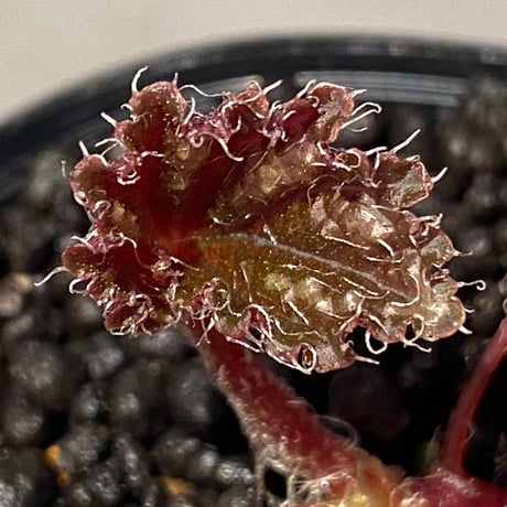 Begonia sp. from Cao Bang [YH251019] TK