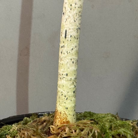 Amorphophallus pendulus from Kapuas hulu West Kalimantan
