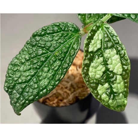 Elatostema sp. (Sri Lanka?)