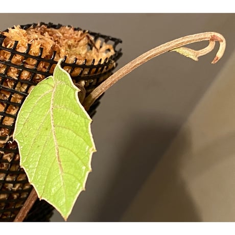 Pterisanthes sp. from Sabah-1 [R0515-01a]