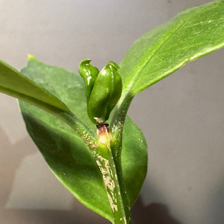 Hydnophytum spec. (roundish caudex) from Wondiwoi Irian Jaya (AW)