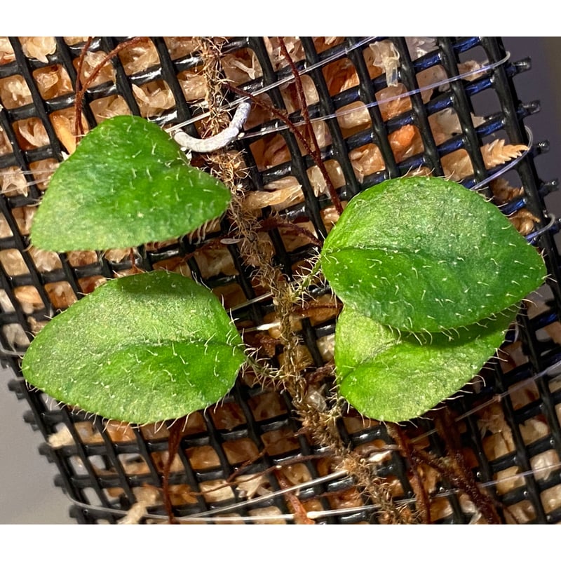 Microgramma tecta 伊藤蟻植物農園 | M・R・G・R