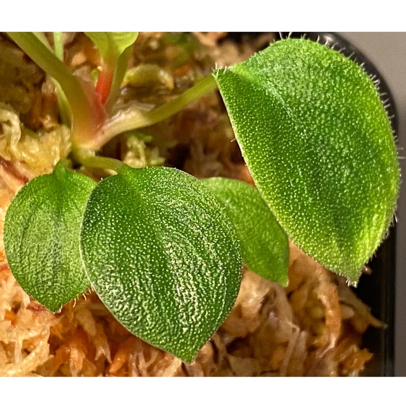 Homalomena sp. from Sumatera Utara [LA0718-z-u