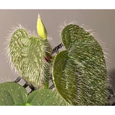 Ficus sp. from Selangor