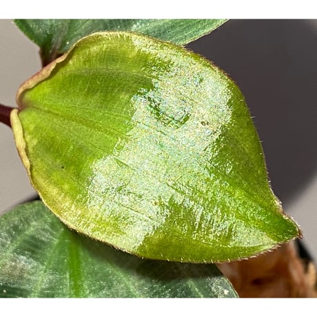Geogenanthus undatus from Tarapoto Peru [tanakay]