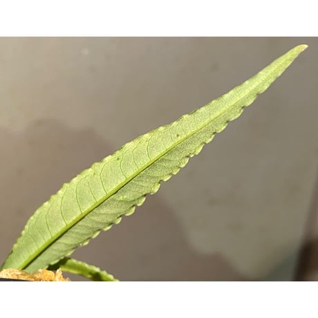 Ardisia sp. DCF from Sibolga Utara [HW0418-08c]
