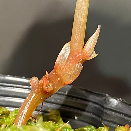 Begonia handelii var. prostrata from Viet Nam
