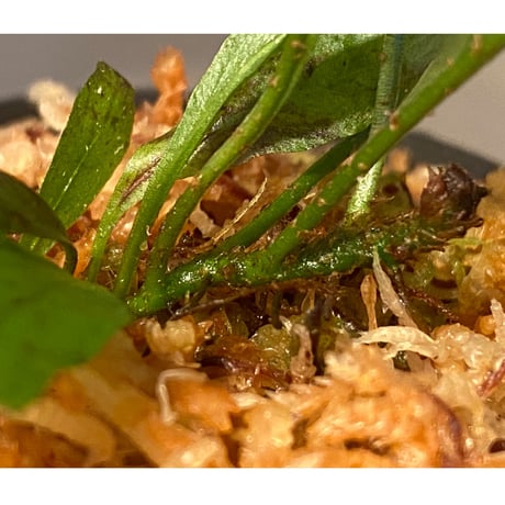 Microsorium sp. from Thailand