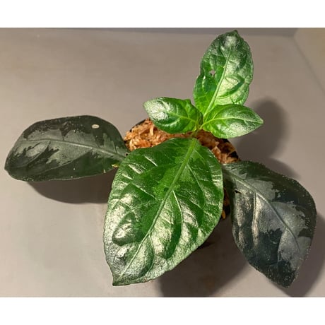 Gymnostachyum sp. from Aceh sumatera [LA1116-02]