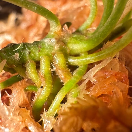 Pursegloveia cf. minima from Melawi West Kalimantan