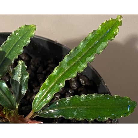 (２株立ち) Bucephalandra sp. from "Mangat" [MF0417-2A]