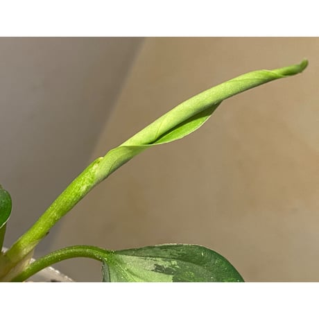 Aglaonema pictum "type Eureka" from Pulau Nias [AZ0512-10]