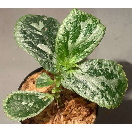 Elatostema sp. from Kapuas hulu