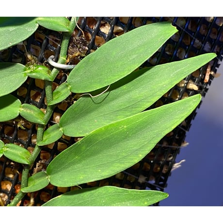 Epipremnum sp. from Khlong Yai Trat Thailand ③