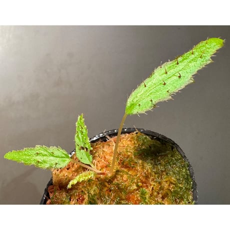 Begonia ambodiforahensis from Madagascar [LA0022-05z]