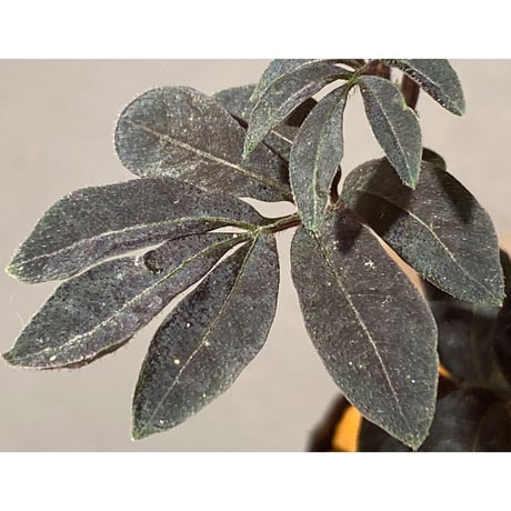 Solanum uleanum