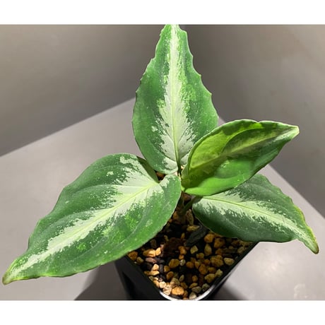 Aglaonema pictum from Sumatera Utara [KN]