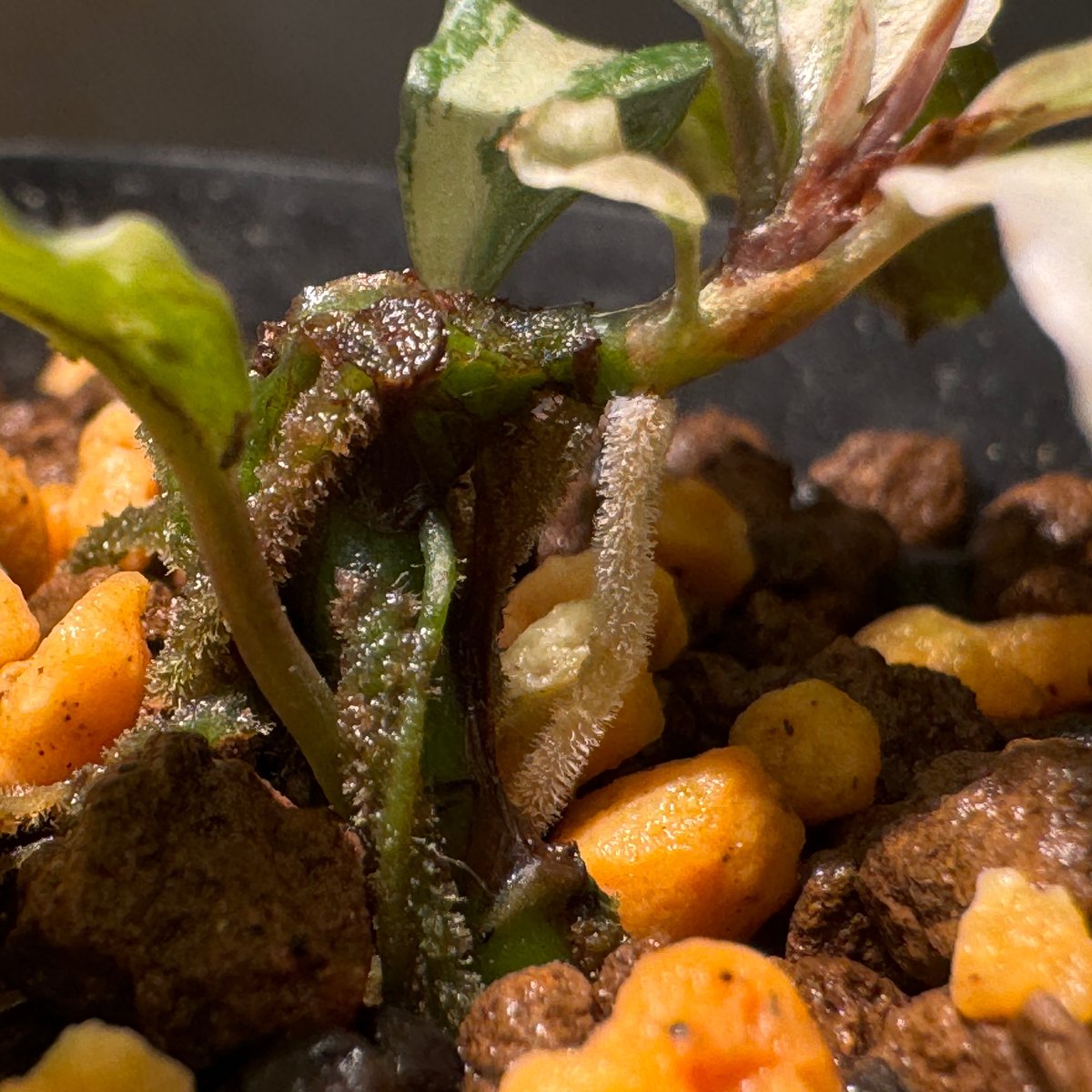 Bucephalandra sp. Bucephalandra sp.