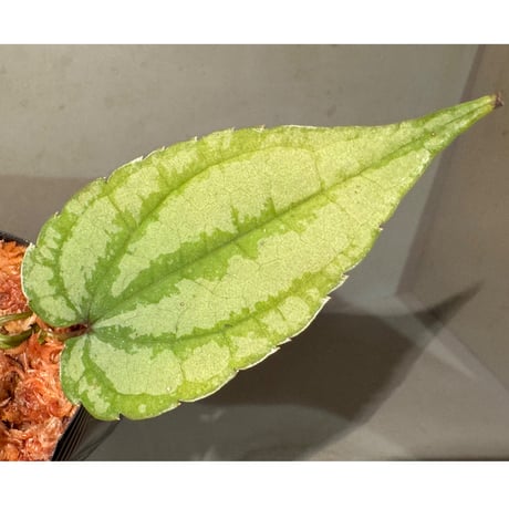 Cissus sp. "Padang" Sumatra barat [TB]