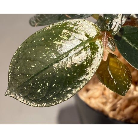 Argostemma hookeri from Malay Peninsula