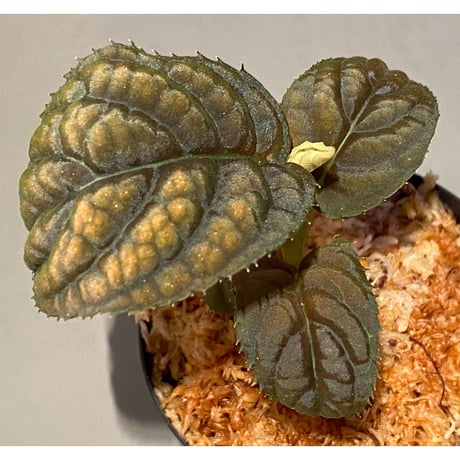 Ardisia sp. from Vietnam
