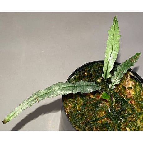 Microsorum sp. "Short Dragon Tail"