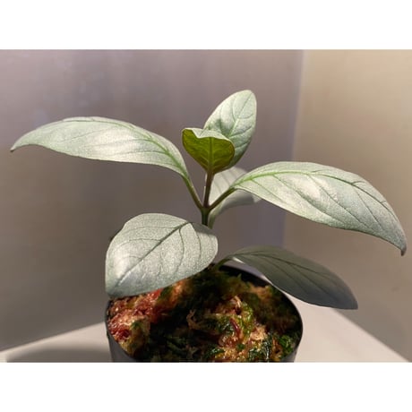 Acanthaceae gen. from Laos [LA]