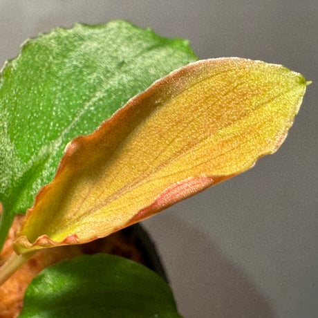 Homalomena sp. from Solok sumatera [LA0616-03]