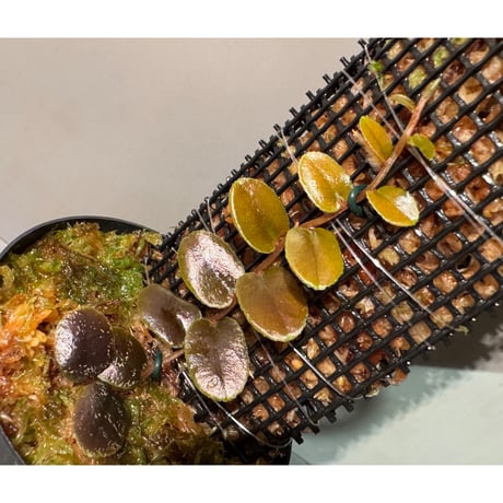 Marcgravia sp. "Dark type" from Tarapoto Peru alt1,000m