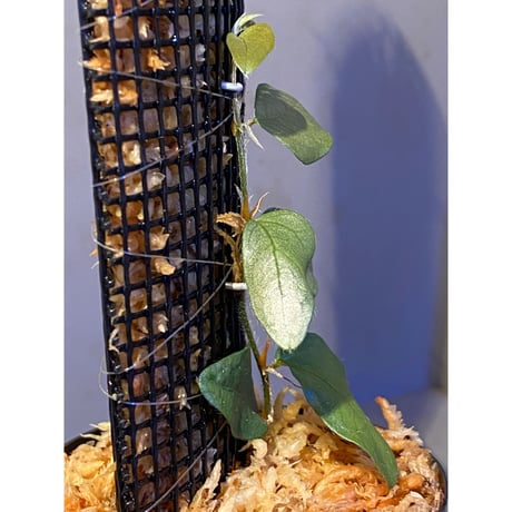 Ficus sp. from Murung raya [LA0515-05]
