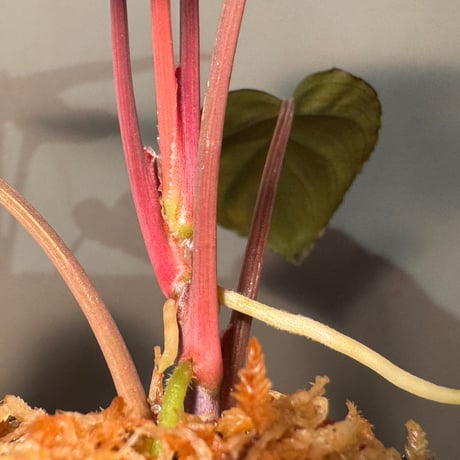 Homalomena sp. "Ultron Prime" from Riau Sumatera