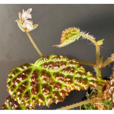 Begonia dracopelta from Borneo