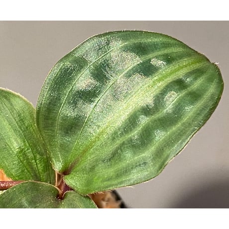 Geogenanthus undatus from Tarapoto Peru [tanakay]