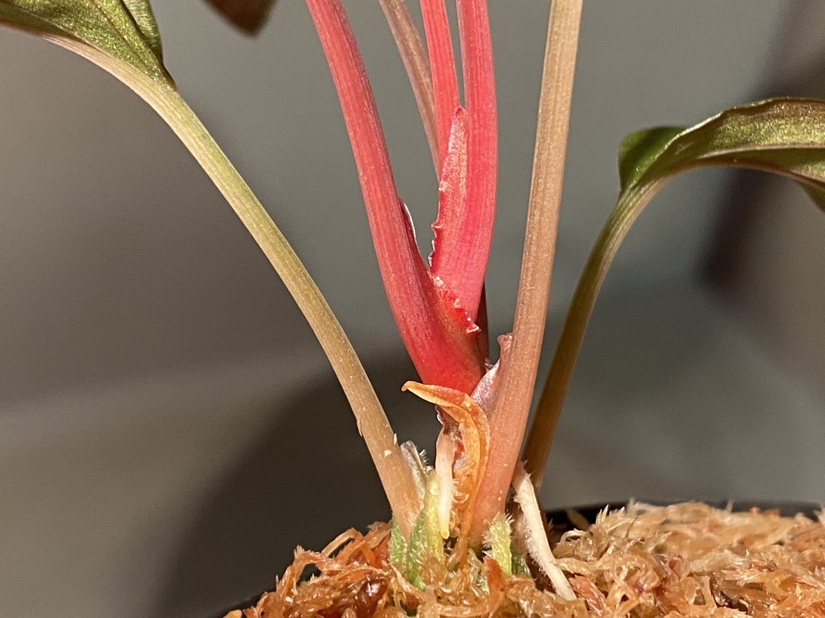 Homalomena sp. from Solok sumatera [LA0616-03]