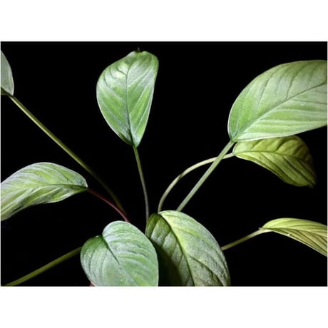 Homalomena sp. from Padang sumatera [LA0117-02] ②